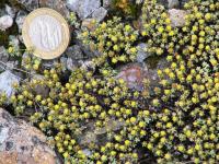 Albums/20060200-New Zealand 2006/20060208-Fox_and_FJ_Glaciers/39